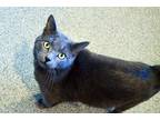 Adopt Dusty a Gray or Blue Domestic Shorthair (short coat) cat in Lincoln