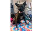 Adopt Cee Cee a Brown/Chocolate Dutch Shepherd / Mixed dog in Chantilly