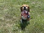 Adopt Shylow a Tricolor (Tan/Brown & Black & White) Beagle / Mixed dog in