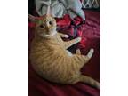 Adopt Chives a Orange or Red Tabby Domestic Shorthair / Mixed (short coat) cat