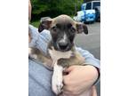 Adopt Lindy a Gray/Silver/Salt & Pepper - with White Mixed Breed (Medium) /