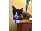 Adopt Chevy a Domestic Shorthair / Mixed (short coat) cat in Ridgely