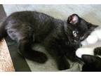 Adopt Jeep a Domestic Shorthair / Mixed (short coat) cat in Ridgely