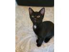 Adopt Bentley a Domestic Shorthair / Mixed (short coat) cat in Ridgely