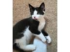 Adopt Bronco a Domestic Shorthair / Mixed (short coat) cat in Ridgely