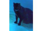 Adopt Chui a Black (Mostly) Bengal / Mixed (short coat) cat in Inverness