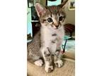 Adopt Rocky a Tan or Fawn Tabby Domestic Shorthair (short coat) cat in Gastonia