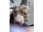 Adopt Tyson a Brown/Chocolate American Pit Bull Terrier / Mixed dog in Newport
