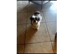 Adopt Mona a Black - with White Shih Poo / Mixed dog in Wichita, KS (41497157)
