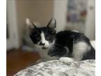 Adopt Tux a Black & White or Tuxedo American Curl / Mixed (short coat) cat in