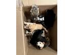 Adopt 7 puppies a Brown/Chocolate - with Black Australian Kelpie / Labrador