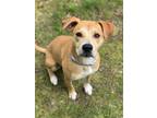 Adopt Marsette a Tan/Yellow/Fawn - with White Carolina Dog / Mixed dog in Peace