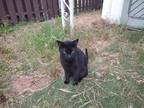 Adopt Baby a All Black Domestic Shorthair / Mixed (short coat) cat in Yucaipa