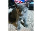 Adopt Chocolate Chip a Gray or Blue Domestic Shorthair cat in Jacksonville