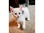 Adopt Cotton Candy a White Domestic Shorthair cat in Jacksonville, NC (41497094)