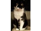 Adopt Coconut a Domestic Shorthair cat in Jacksonville, NC (41497093)