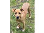 Adopt Mars a Tan/Yellow/Fawn - with White Black Mouth Cur / Mixed dog in Peace