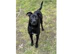 Adopt Green Bean a Black - with White Labrador Retriever / Mixed dog in Peace