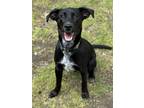 Adopt Finny a Black - with White Pointer / Mixed dog in Peace Dale