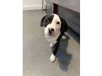 Adopt Oakley a Pit Bull Terrier / Mixed dog in Poughkeepsie, NY (41497078)