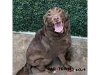 Adopt Luke a Labrador Retriever / Australian Shepherd / Mixed dog in Lexington