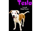 Adopt Tesla a Terrier (Unknown Type, Medium) / Pit Bull Terrier / Mixed dog in