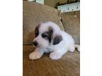 Adopt Biscuit a White - with Brown or Chocolate Great Pyrenees / Great Pyrenees
