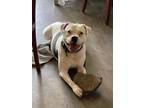 Adopt April a White - with Black American Pit Bull Terrier / Mixed dog in