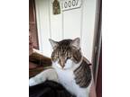 Adopt Zoltar a White (Mostly) Domestic Shorthair / Mixed (short coat) cat in