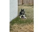Adopt Tymbur a Tricolor (Tan/Brown & Black & White) Husky / Mixed dog in