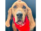 Adopt Yarrow a Brown/Chocolate Bloodhound / Labrador Retriever / Mixed dog in