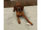 Adopt Gracie a Red/Golden/Orange/Chestnut Redbone Coonhound / Mixed dog in