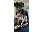 Adopt Bolt a Black - with White Labrador Retriever / Mixed dog in Butte