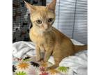 Adopt Alicent 25319 a Domestic Short Hair
