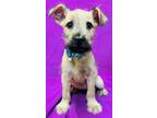 Adopt Tallula a Tan/Yellow/Fawn - with Black Terrier (Unknown Type
