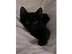 Adopt Lolo a Black (Mostly) American Shorthair / Mixed (short coat) cat in