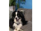 Adopt Ezra a Black - with White Australian Shepherd / Mixed dog in Newburgh
