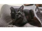 Adopt Jobo a Black (Mostly) Domestic Mediumhair / Mixed (medium coat) cat in