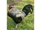 Adopt Dave a Other farm-type animal in Surrey, BC (41480876)