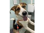Adopt Milo a Husky / Mixed dog in Victoria, BC (41485822)