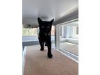 Adopt Huey a All Black American Shorthair / Mixed (short coat) cat in Pomona