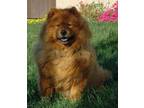 Adopt Sadie a Red/Golden/Orange/Chestnut Chow Chow / Mixed dog in Ventura