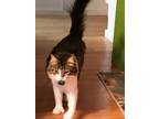 Adopt Lily a Tan or Fawn Tabby Domestic Longhair / Mixed (long coat) cat in