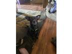 Adopt Bandit a Black - with White Jack Russell Terrier / Mixed dog in Grant