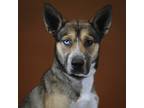 Adopt Sandie a Labrador Retriever / Siberian Husky / Mixed dog in Houston
