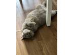 Adopt Diana a Gray or Blue Scottish Fold / Mixed (short coat) cat in Montgomery