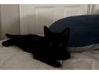 Adopt Anastacia a Black (Mostly) Domestic Shorthair (short coat) cat in