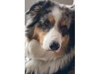 Adopt Bandit a Merle Australian Shepherd / Mixed dog in Fort McDowell