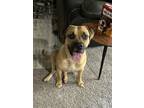 Adopt Ava a Tan/Yellow/Fawn Cane Corso / Mixed dog in Spring, TX (41496779)