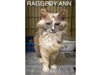 Adopt Raggedy Ann (FCID# 04/24/20244 - 49 Trainer) a Domestic Longhair / Mixed